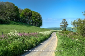 Country road in Spring