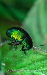 Mint leaf beetle feeding on wild mint